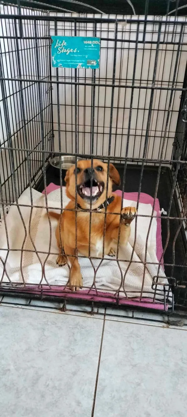 Znaleziono psa, Sosnowiec, 7 marca 2025 (2/2)