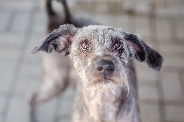 Oddam psa, Szłapy, 8 marca 2025 (2/4)