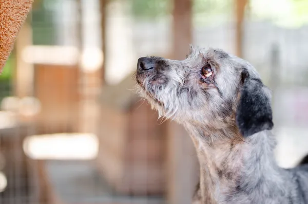 Oddam psa, Szłapy, 8 marca 2025 (3/4)