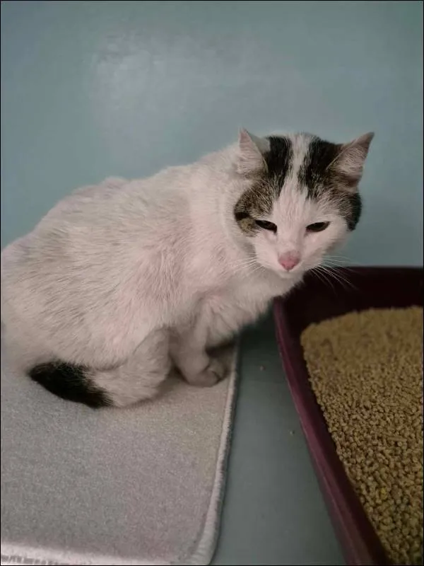 Znaleziono kota, Grudziądz, 7 marca 2025