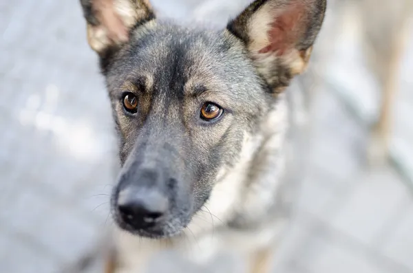 Oddam psa, Gdańsk, Oliwa, 8 marca 2025 (4/4)