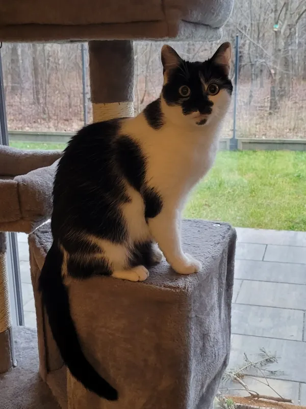 Zaginął kot, Łódź, 8 marca 2025