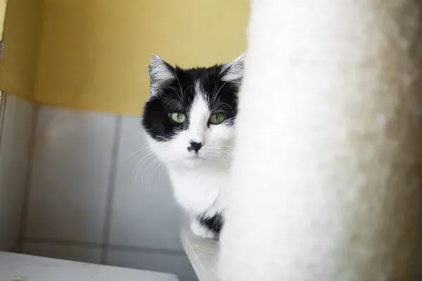 Kot do adopcji, Sosnowiec, 22 października 2024 (3/5)