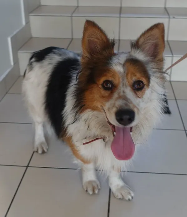 Znaleziono psa, Gdańsk, 8 marca 2025