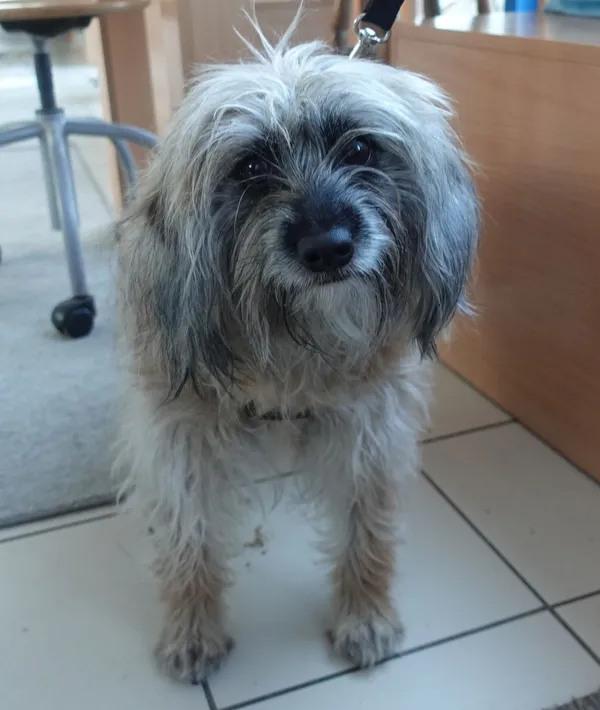 Znaleziono psa, Gdańsk, 8 marca 2025