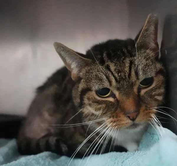 Znaleziono kota, Gdańsk, 8 marca 2025