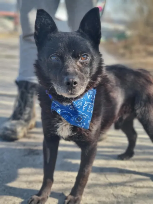 Pies do adopcji, Żywiec, 8 marca 2025 (2/5)