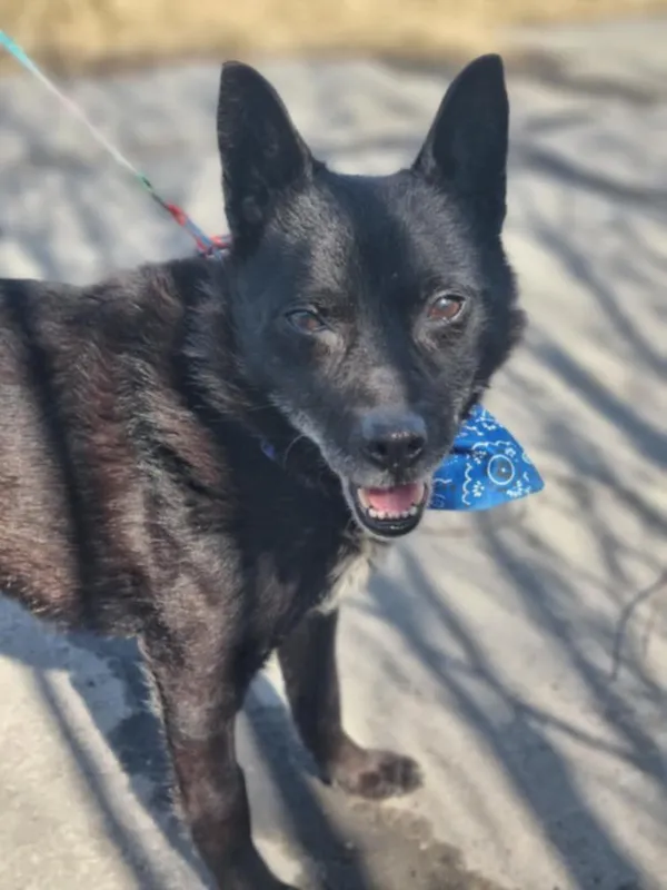 Pies do adopcji, Żywiec, 8 marca 2025 (3/5)