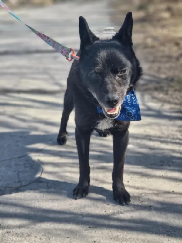 Pies do adopcji, Żywiec, 8 marca 2025 (4/5)