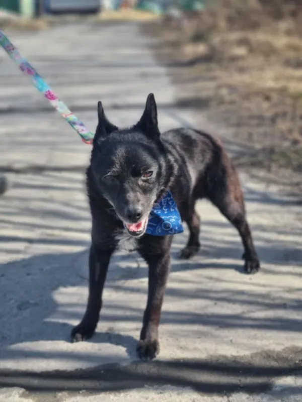 Pies do adopcji, Żywiec, 8 marca 2025 (5/5)