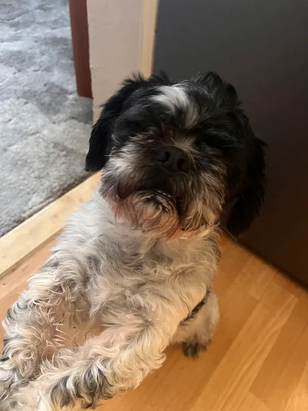 Zaginął pies, Radomsko, 9 marca 2025 (1/2)