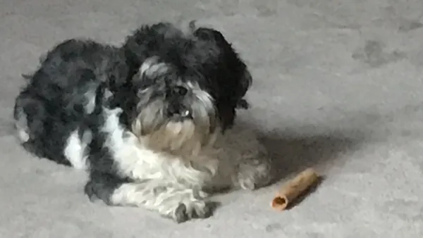 Zaginął pies, Radomsko, 9 marca 2025 (2/2)