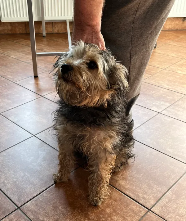 Znaleziono psa, Dobra, 8 marca 2025