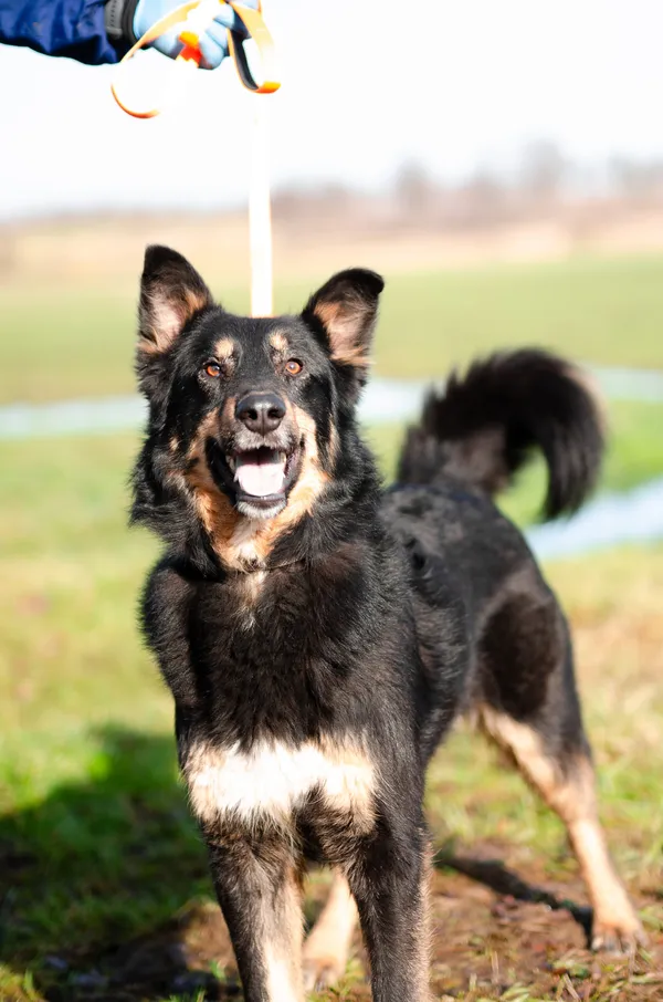 Oddam psa, Toruń, Wrzosy, 9 marca 2025 (1/4)