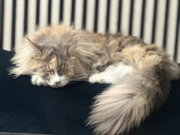 Zaginął kot, Bieniewice, 9 marca 2025 (1/2)