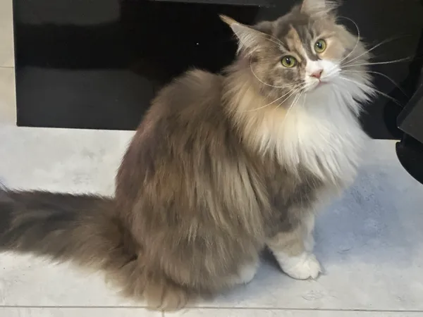 Zaginął kot, Bieniewice, 9 marca 2025 (2/2)