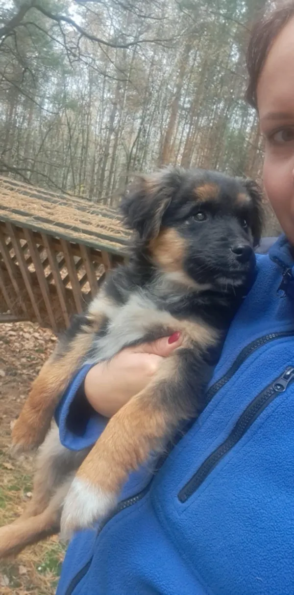 Zaginął pies, Grabówiec, 9 marca 2025 (3/3)