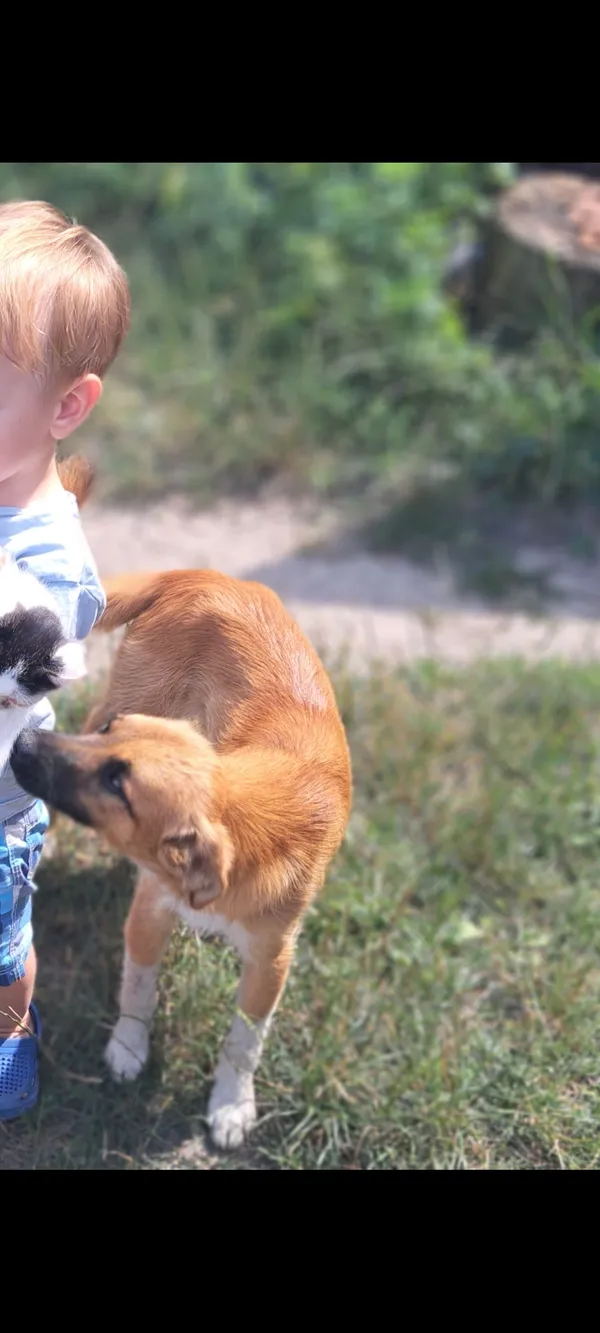 Zaginął pies, Grabówiec, 9 marca 2025 (1/2)