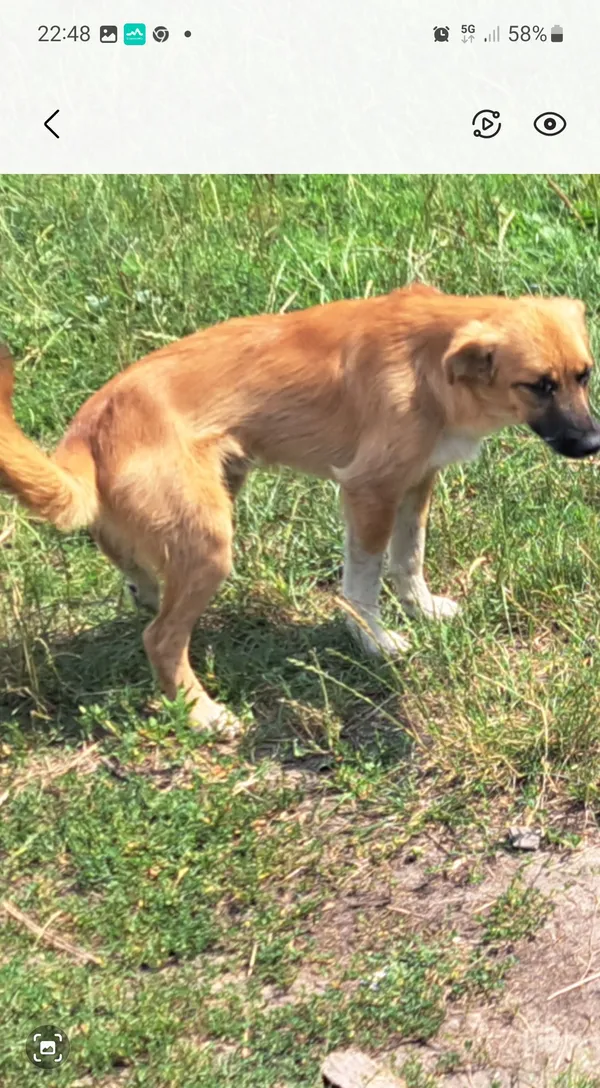 Zaginął pies, Grabówiec, 9 marca 2025 (2/2)