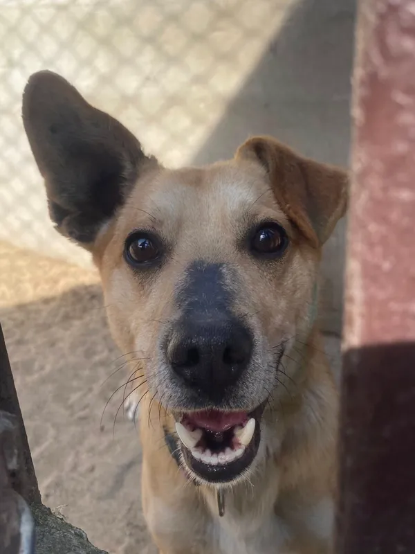 Pies do adopcji, Milanówek, 5 kwietnia 2025 (1/5)