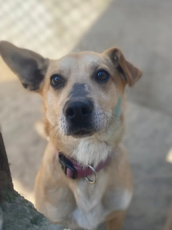 Pies do adopcji, Milanówek, 5 kwietnia 2025 (2/5)