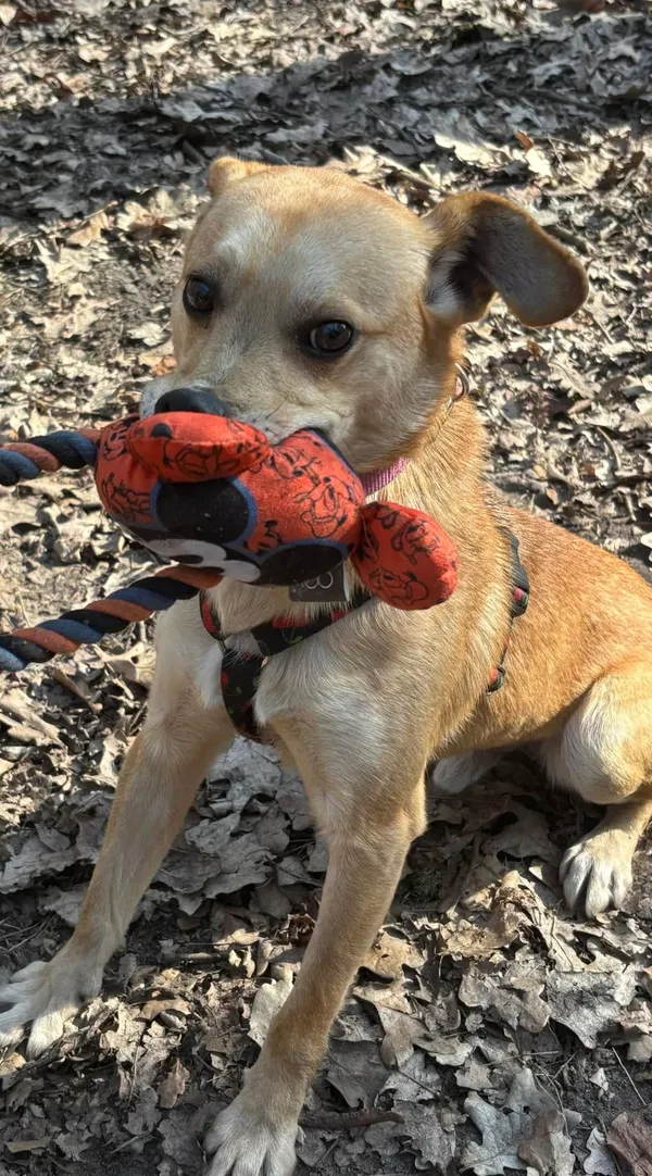 Pies do adopcji, Milanówek, 5 kwietnia 2025 (3/5)