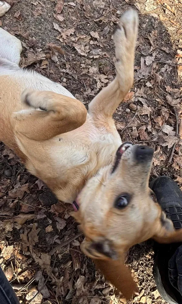 Pies do adopcji, Milanówek, 5 kwietnia 2025 (5/5)