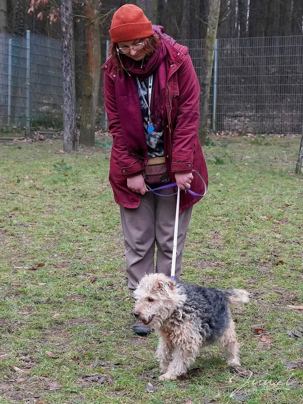 Pies do adopcji, Sopot, 9 marca 2025 (2/5)