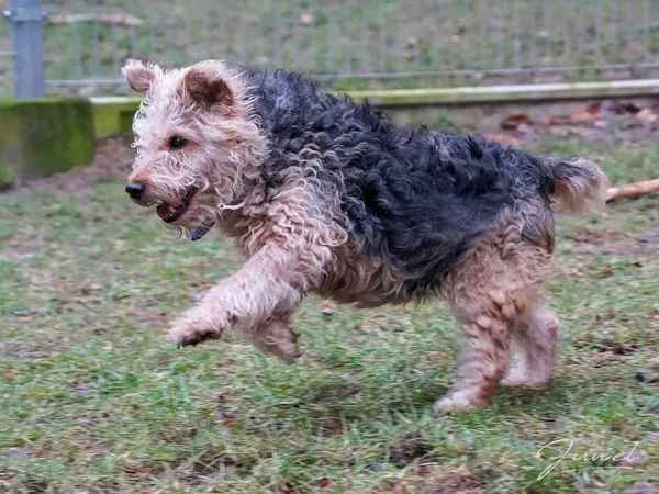 Pies do adopcji, Sopot, 9 marca 2025 (5/5)