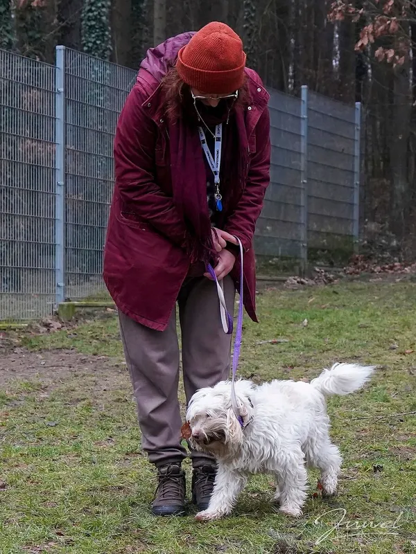 Pies do adopcji, Sopot, 9 marca 2025 (1/5)