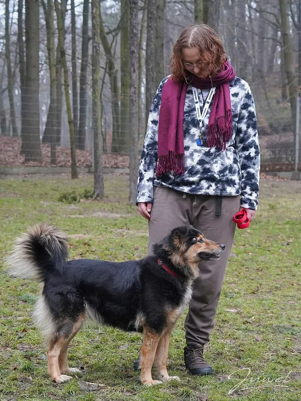 Pies do adopcji, Sopot, 9 marca 2025 (1/5)