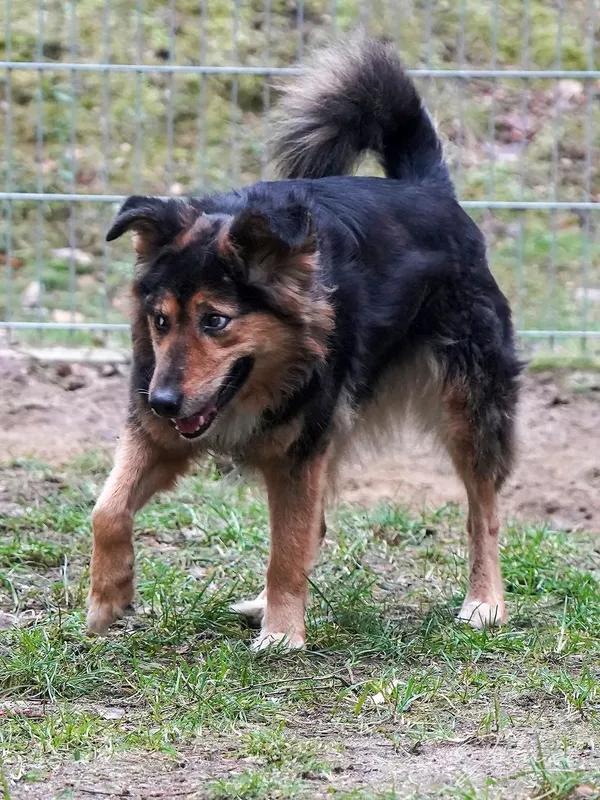 Pies do adopcji, Sopot, 9 marca 2025 (2/5)