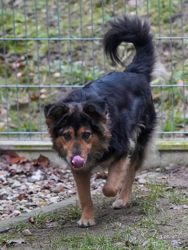 Pies do adopcji, Sopot, 9 marca 2025 (5/5)