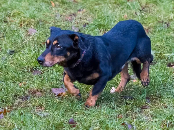 Pies do adopcji, Sopot, 9 marca 2025 (1/5)