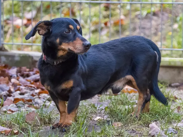 Pies do adopcji, Sopot, 9 marca 2025 (3/5)