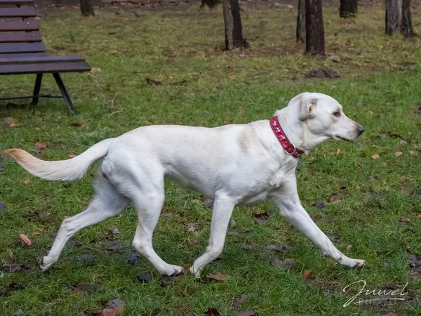 Pies do adopcji, Sopot, 9 marca 2025 (4/5)