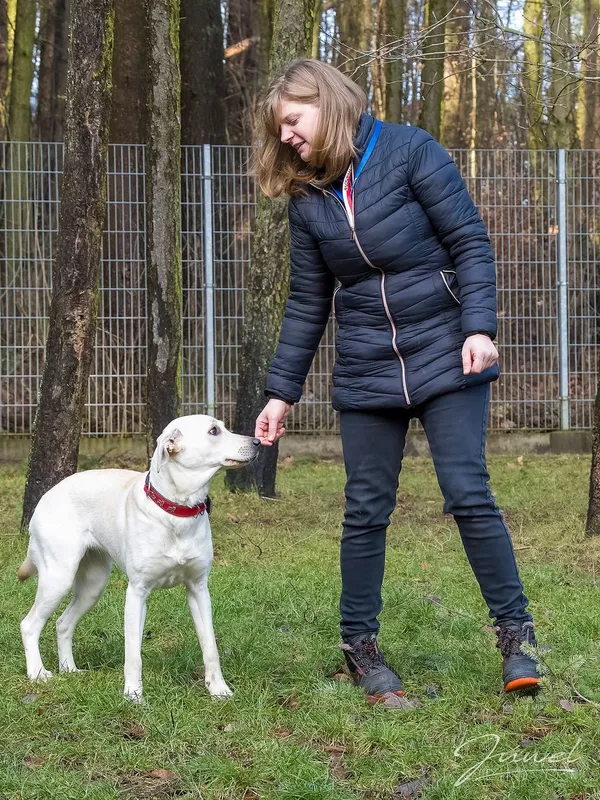 Pies do adopcji, Sopot, 9 marca 2025 (5/5)