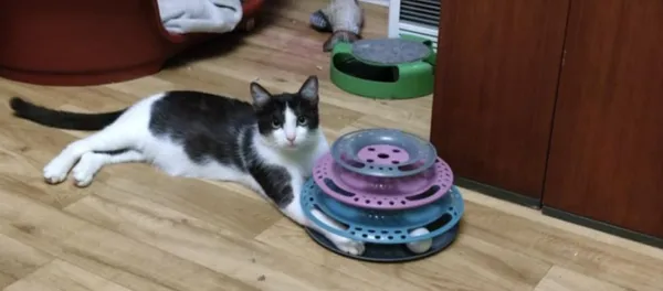 Kot do adopcji, Zgierz, 9 marca 2025 (2/2)