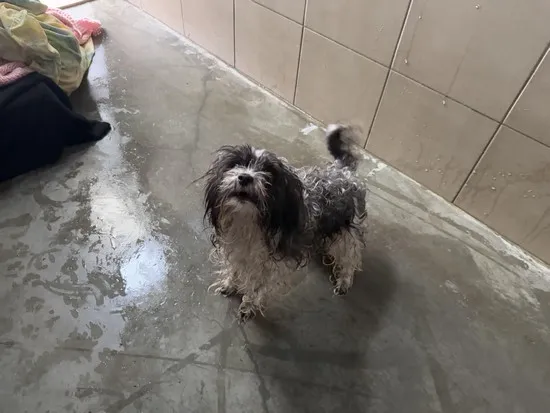 Pies do adopcji, Kraków, 23 lutego 2025