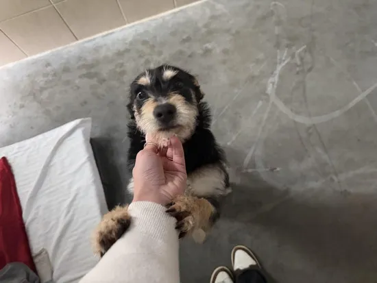 Pies do adopcji, Kraków, 23 lutego 2025