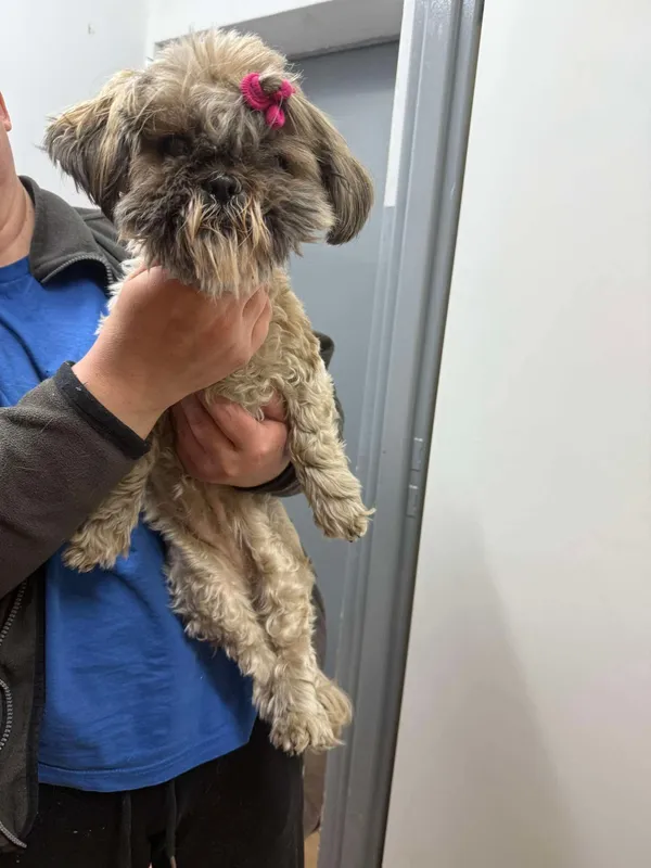 Znaleziono psa, Sosnowiec, 9 marca 2025