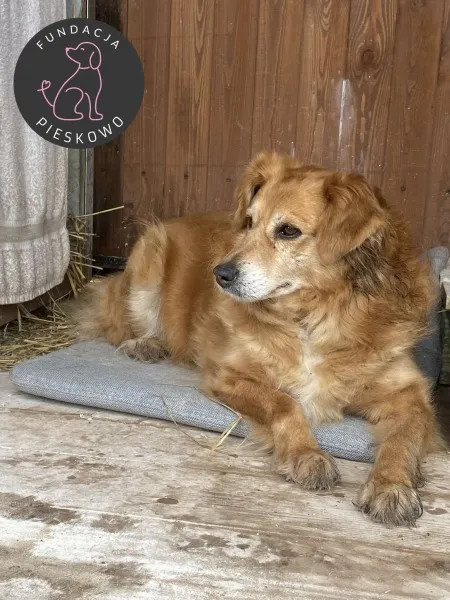 Pies do adopcji, Wolsztyn, 8 marca 2025