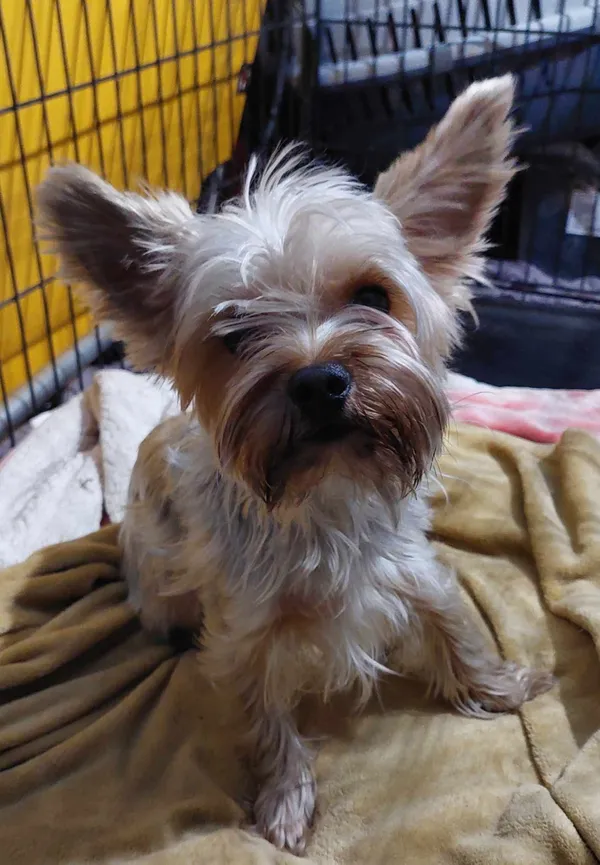 Znaleziono psa, Sosnowiec, 8 marca 2025