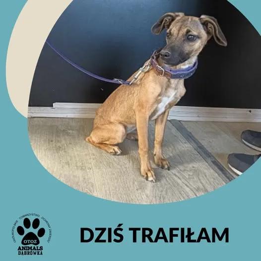 Znaleziono psa, Dąbrówka, 8 marca 2025 (1/2)