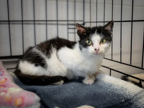 Znaleziono kota, Sosnowiec, 5 marca 2025 (3/3)