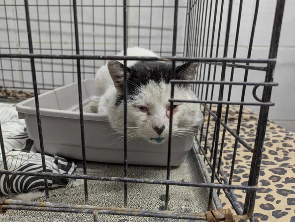 Znaleziono kota, Sosnowiec, 28 lutego 2025