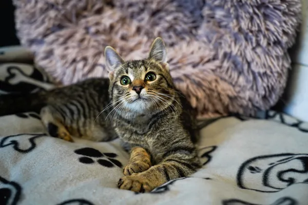 Znaleziono kota, Sosnowiec, 28 lutego 2025 (1/5)