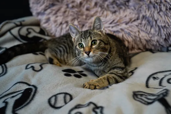 Znaleziono kota, Sosnowiec, 28 lutego 2025 (2/5)