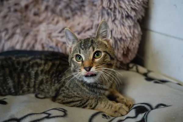 Znaleziono kota, Sosnowiec, 28 lutego 2025 (3/5)