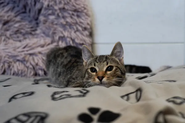 Znaleziono kota, Sosnowiec, 28 lutego 2025 (4/5)